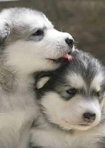 cute-Alaskan-Malamute-puppy7
