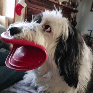 dog frisbee mouth