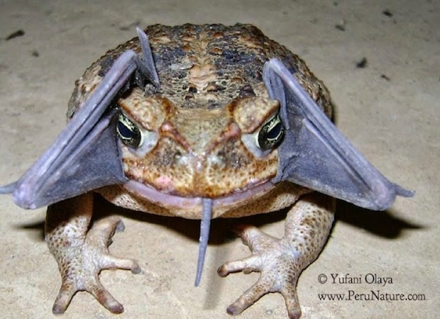 batfrog