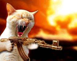 machine-gun-cat